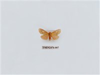 藏品(華麗美苔蛾)的圖片